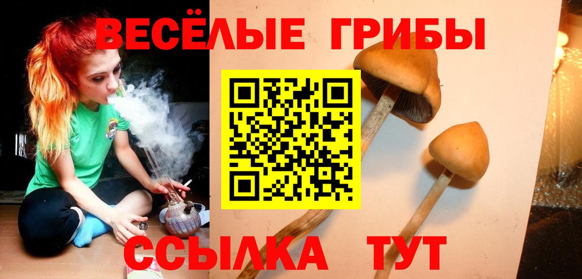 Галлюциногенные грибы Psilocybe Кизляр